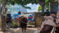 Sapi2 Penyerahan sapi kurban pemberian Presiden Prabowo Subianto kepada takmir masjid Syariful Muttaqin.