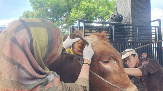 Sapi bernama Fajar milik peternak asal Tulungagung dibeli Presiden Prabowo Subianto untuk dijadikan hewan kurban bagi masyarakat Tulungagung.
