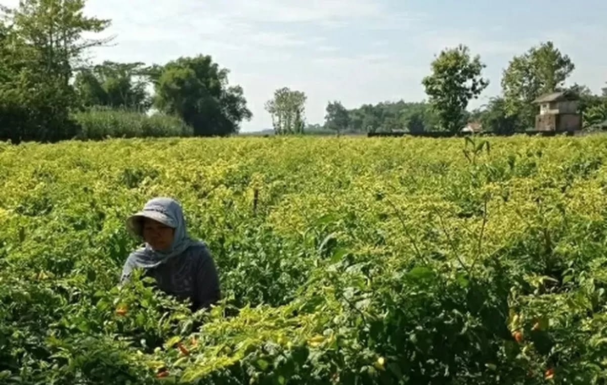 Supiyah petani di Ringinrejo memetik cabai.