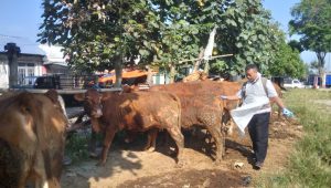 Suasana Pasar Hewan Dimoro di Kelurahan Kauman, Kecamatan Kepanjenkidul, Kota Blitar.