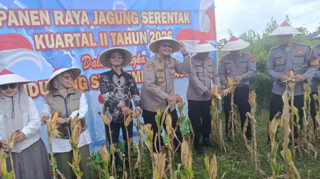 Panen raya jagung di Kabupaten Blitar.