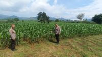 WhatsApp Image 2026-05-25 at 14.18.22 Dukung Ketahanan Pangan, Kabag SDM Polres Tulungagung Monitoring Jagung di Desa Bendungan