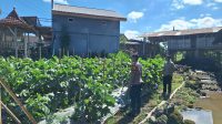 WhatsApp Image 2026-05-31 at 12.16.26 (2) Polres Blitar Dampingi Petani Kelola Lahan Sayur untuk Dukung Ketahanan Pangan