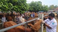 sapi Dispertahankan Kabupaten Ponorogo Masifkan Pemeriksaan Kesehatan Hewan Kurban