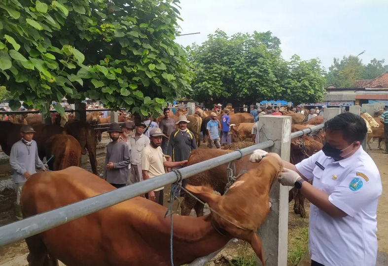 Dispertahankan Kabupaten Ponorogo Masifkan Pemeriksaan Kesehatan Hewan Kurban