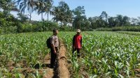 Dukung Ketahanan Pangan, Polisi di Blitar Turun Tangan Dampingi Petani