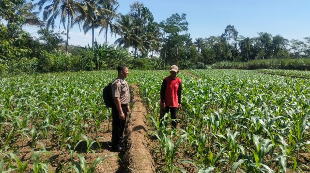 Dukung Ketahanan Pangan, Polisi di Blitar Turun Tangan Dampingi Petani