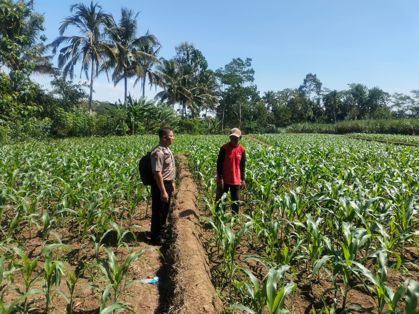 Dukung Ketahanan Pangan, Polisi di Blitar Turun Tangan Dampingi Petani