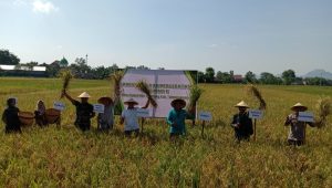 Kegiatan Labuh Masal di Desa Dukuh, Kecamatan Gondang, Tulungagung yang dimulai dengan kegiatan panen secara simbolik.