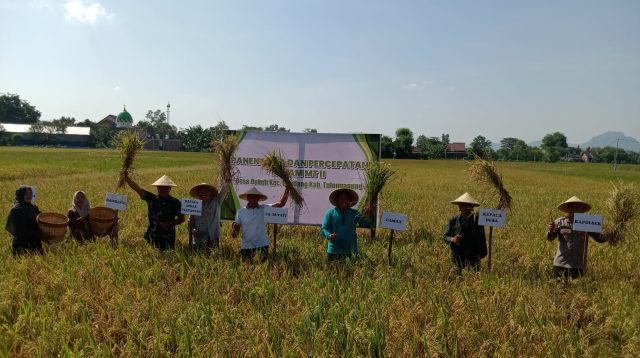 Kegiatan Labuh Masal di Desa Dukuh, Kecamatan Gondang, Tulungagung yang dimulai dengan kegiatan panen secara simbolik.