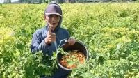 Harga Timun di Tingkat Petani Kabupaten Kediri Naik, Harga Cabai Rawit Turun