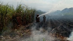 Petugas Damkar Pos Ngadiluwih padamkan api di lahan tebu Dusun/Desa Petok Kecamatan Mojo Kamis siang.