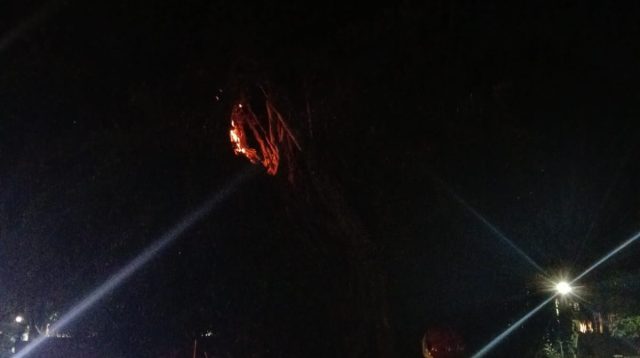 Pohon Beringin Keramat di Kuburan Ngasem Terbakar