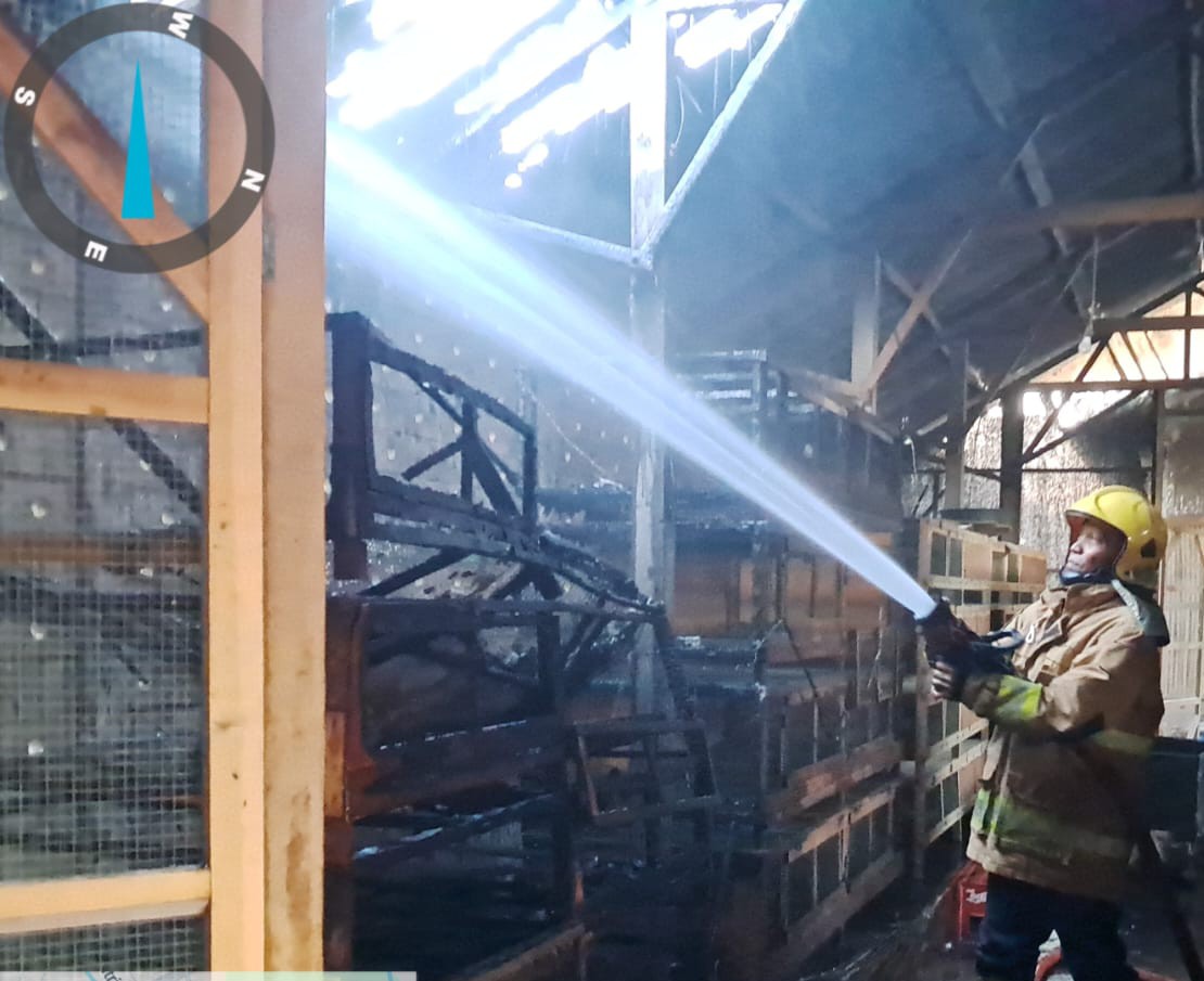 Korsleting Listrik, Kandang Puyuh Terbakar, Kerugian Rp25 Juta