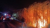 Gara - gara ini Lahan Tebu di Sumber Lumbu Kunjang Terbakar