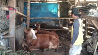 Sapi Menyebar, Program UPPO Poktan Sido Rukun Bajulan Disinyalir Gagal