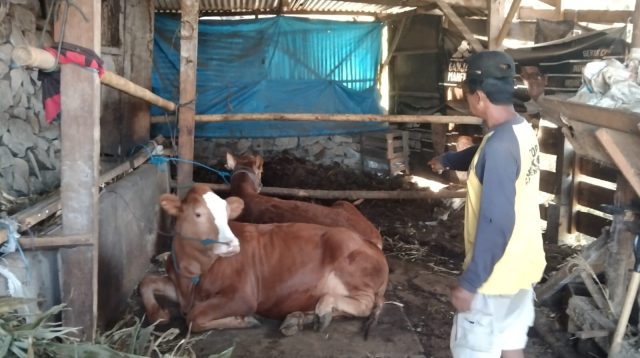 Sapi Menyebar, Program UPPO Poktan Sido Rukun Bajulan Disinyalir Gagal