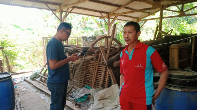 Sapi Program UPPO Poktan Bina Usaha Mandiri Lenyap Tak Berbekas, hanya Tersisa Kandang