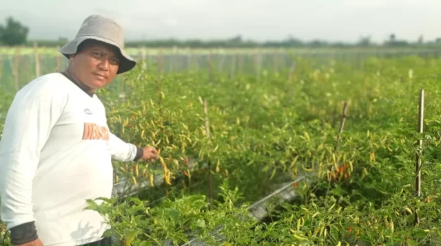 Petani cabai kabupaten Kediri periksa kondisi cabai yang ditanamnya.