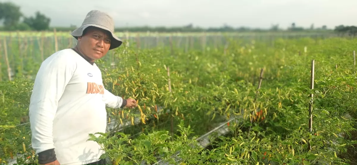 Petani cabai kabupaten Kediri periksa kondisi cabai yang ditanamnya.