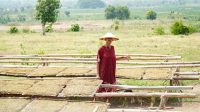 1000323141 Petani daun Tembakau Kabupaten Lamongan.