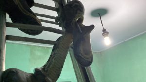 Petugas Damkar Ngadiluwih evakuasi ular piton di rumah warga di Ngadiluwih Selasa malam.