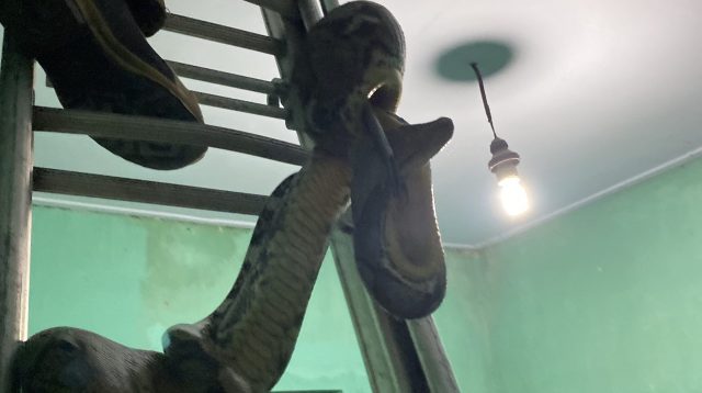 Petugas Damkar Ngadiluwih evakuasi ular piton di rumah warga di Ngadiluwih Selasa malam.