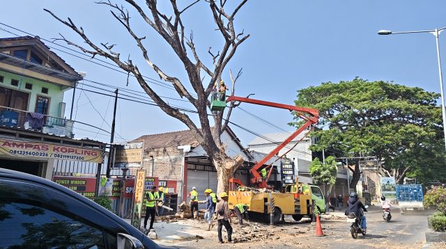 Sejumlah petugas saat melakukan pemotongan pohon mati.