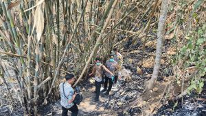 Petugas saat olah tempat kejadian pekara korban meninggal terbakar dari lahan bambu.