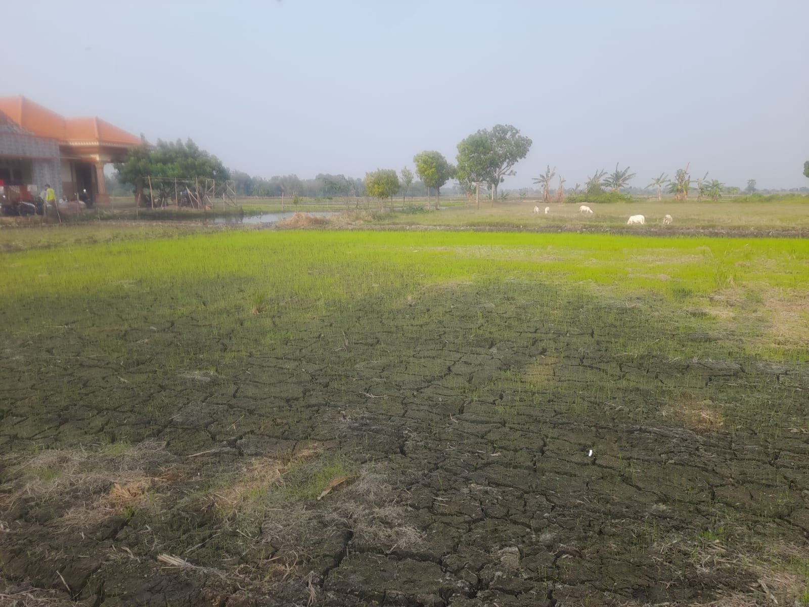Nampak tempat lokasi tanah bantuan Tematik KKP di Jombang yang kini memicu gejolak lantaran minim transparasi di Desa Barongsawahan, Kecamatan Bandarkedungmulyo, Kabupaten Jombang.