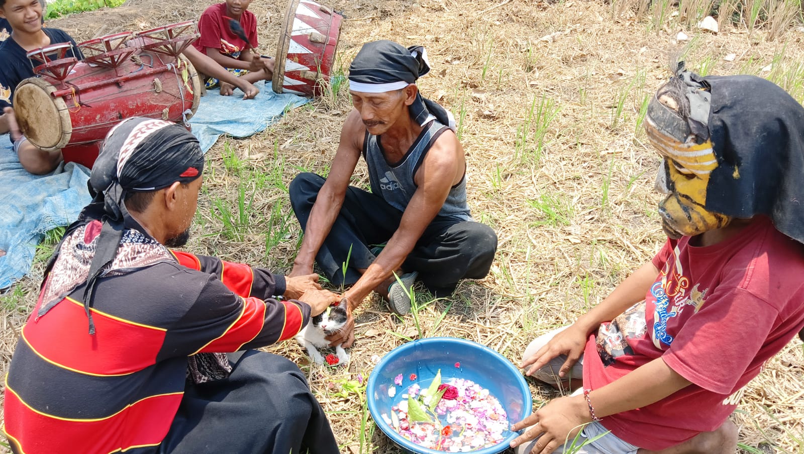 Prosesi memandikan kucing belang telon menggunakan air dawet dan air kembang di tengah sawah Dusun Banjarsari, Desa/Kecamatan Bareng, Kabupaten Jombang, Minggu (25/10/2026).