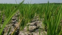 Air Irigasi Dam Baduk Tidak Sampai Lahan, Petani Dusun Codot Khawatir Gagal Panen