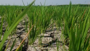 Air Irigasi Dam Baduk Tidak Sampai Lahan, Petani Dusun Codot Khawatir Gagal Panen